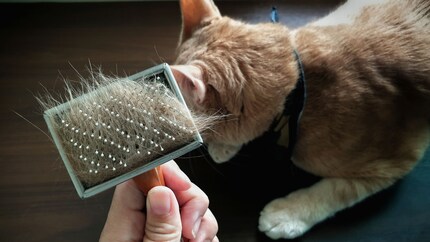 Use a brush to get the excess hair out of your cat’s coat.