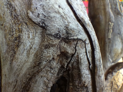 Avec le mode macro, le G42 prend des photos détaillées utilisables.