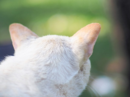 Cats’ ears are particularly sensitive, including to the sun.