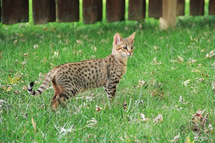 Les savannahs : magnifiques et chers.