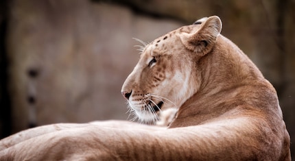 Ligre, tigron, tiglon, tigon, tion, ...