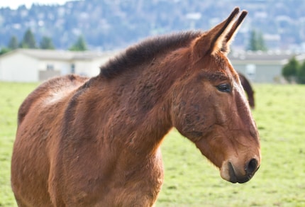 La mule, le meilleur du cheval et de l’âne.