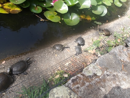 Le défilé des tortues à « A Cupulatta ». 
