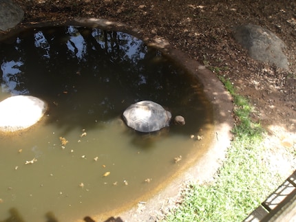 Une tortue géante en train de se baigner. 