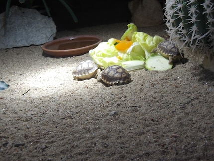 Des petites tortues en élevage. 