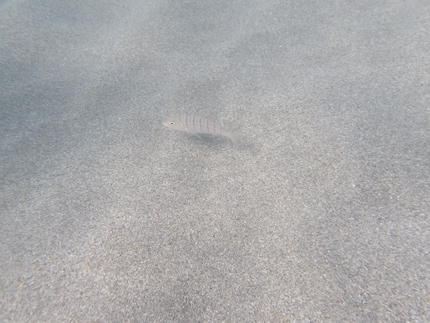 Nous n’avons pas croisé beaucoup de poissons sur notre chemin.