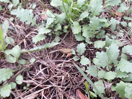 La grenouille des champs a sauté à nos pieds lors de notre excursion.