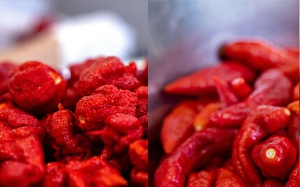 À gauche, le Carolina Reaper ovale, à droite, le Naga Morich allongé.