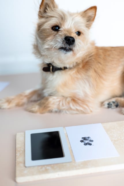 The stamp pad leaves no residue on the dog’s paw.