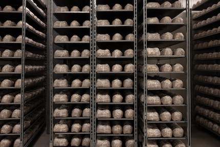 Are we in a bakery? Not quite. It’s substrate loaves on those trays.
