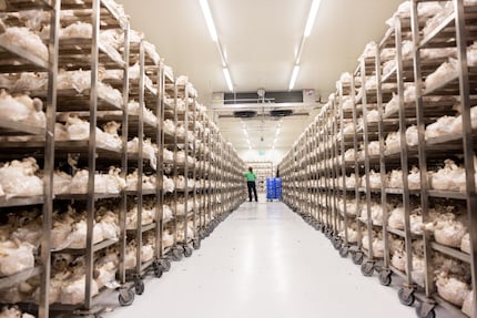 The refrigerator rooms are filled almost to the ceiling with mushrooms.