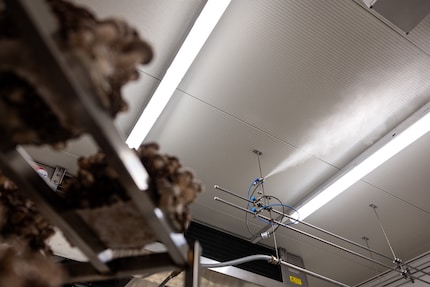 A nebuliser ensures the right CO₂ concentration in the refrigerator rooms.