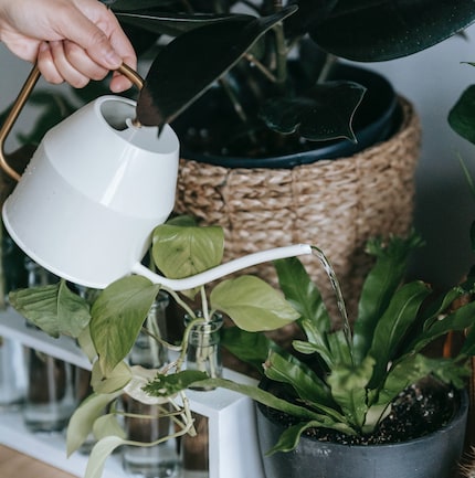 Watering the plants: a great two-minute task.
