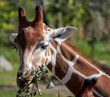 Même pour une girafe éloignée, le cadrage peut être limité à la tête.