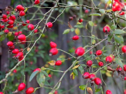 In spring, my wild rose stands out with hundreds of tiny pink flowers. Now, in autumn, they have turned into bright red rosehips.