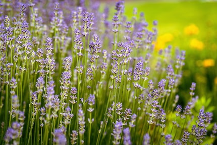 Photo : shutterstock