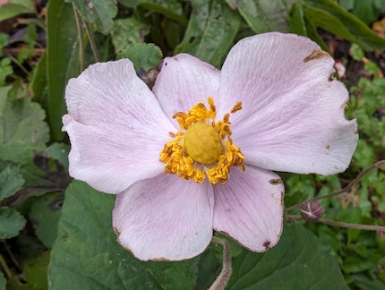 La réalité fragile parfaitement capturée : photo d’une fleur prise avec le Pixel 8, non retouchée. 