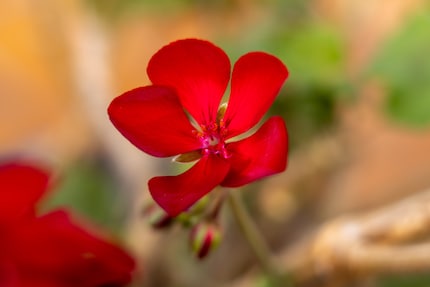 A shot with the 50 mm lens at aperture f/2.5.