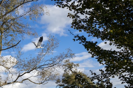 Birds: the autofocus is good enough – but you can’t get close enough with the kit lens.