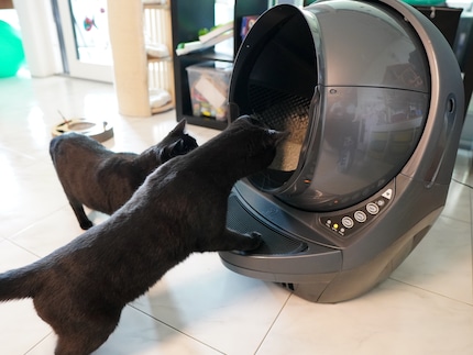 Les deux chats sont curieux au début : Pinot à l'arrière et Nero à l'avant.