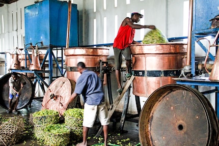 Afin de maintenir la valeur ajoutée dans le pays producteur et de réduire les émissions dues au transport, l’huile essentielle est extraite directement sur place, dans notre propre distillerie.