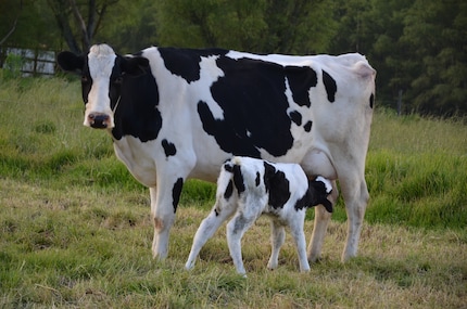 Le lait de vache est fait pour lui !