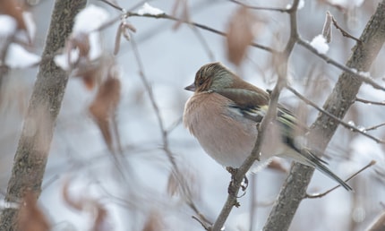 Coup de chance rare : la main et l’oiseau étaient si immobiles que la photo était nette à 1/80 s.