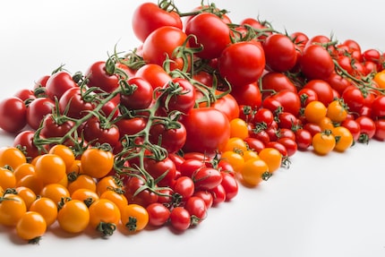 Seemingly endless variety: today’s tomatoes range from small, smooth and round to large, wrinkly and elongated – and every conceivable variety in between.