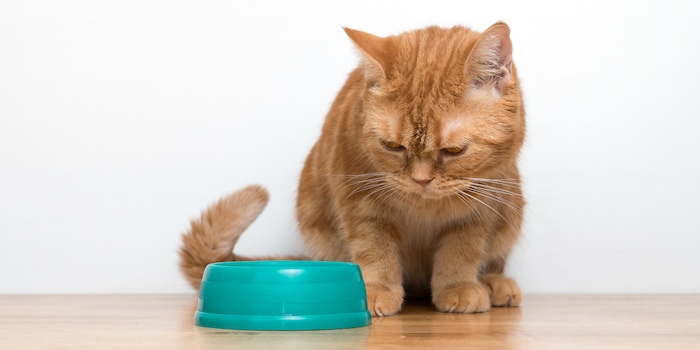 8 reasons why cats go off food Galaxus