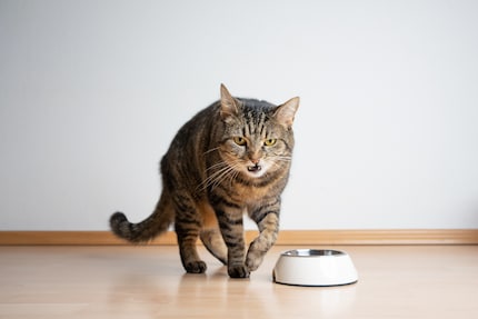 Not in the mood for food? In cats, there can be many reasons for this.