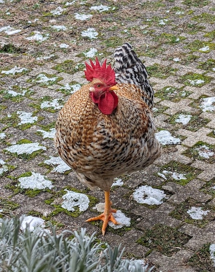 Le petit poussin s’est transformé en un fier coq.