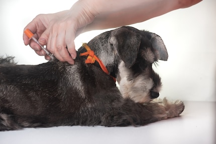 Not without danger: your dog can become infected with diseases through excrement.