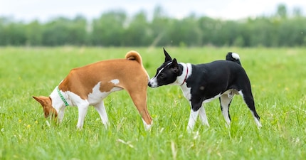 Awful for us, a feast for dogs: poo.