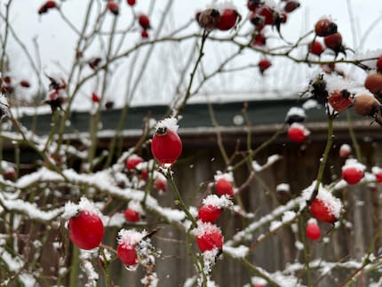 Si les roses sauvages n’ont pas été taillées en automne, vous pouvez encore cueillir les cynorhodons sous la neige et en faire du thé.