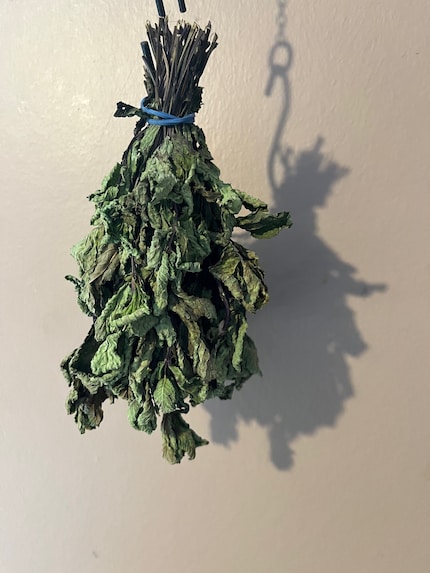 J’adore mettre de la menthe dans mes plats. Je l’ai fait sécher au mur avant qu’elle ne pourrisse et je l’utilise à présent en infusion.