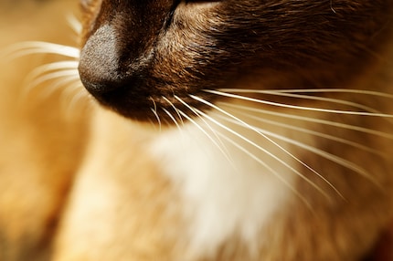 Les moustaches confèrent presque des superpouvoirs au chat.
