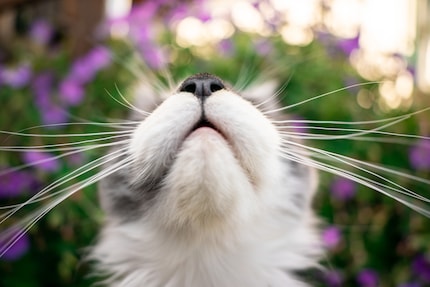 Quand la moustache va, tout va chez le chat.
