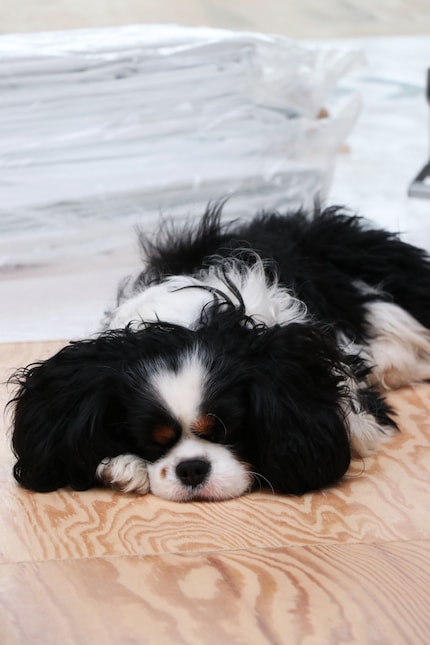 Le chien Kasper s’octroie un petit somme pendant l’interview.