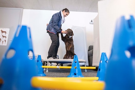 Au programme, Pilates canin sur le trampoline. Devant, les quadrupèdes peuvent se dépenser en sautant des haies.