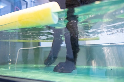 La chienne développe sa musculature et travaille son équilibre sur le tapis de course aquatique.