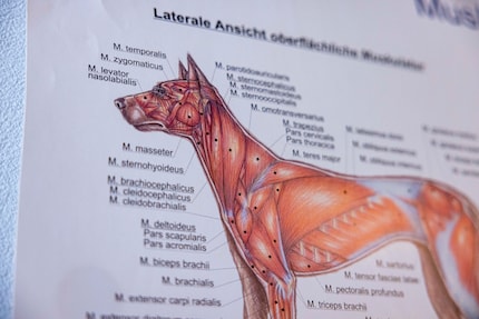 L’anatomie canine est similaire à la nôtre. Binia-Maria Reinmuth-Hürzeler est contente d’avoir eu des connaissances préalables.