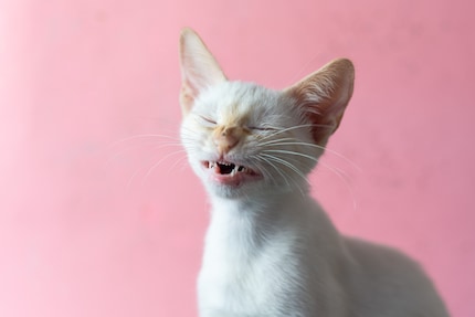 Les chats n'éternuent pas dans le creux de leur bras. Pour des raisons.