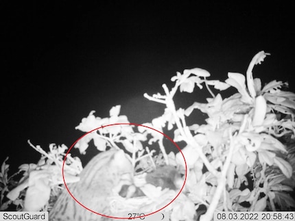 Fishing cat at the net | This picture was taken with the help of a photo trap: A fishing cat (in the red circle) grabs a young bird at the nest.