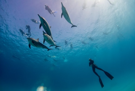 Sans les bulles d’air et le bruit du détendeur, les habitants de la mer osent approcher les plongeurs.