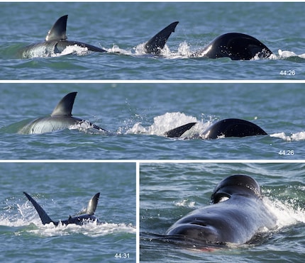 Attack by the orca: It only took a few seconds from the beginning of the attack to its end and after a short time, important parts of the shark had landed in the stomach of the killer whale. With the liver in its mouth, it passed by the observers.