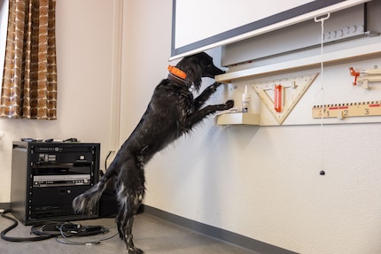 Examen réussi pour Anora : la chienne a retrouvé l’argent en très peu de temps.