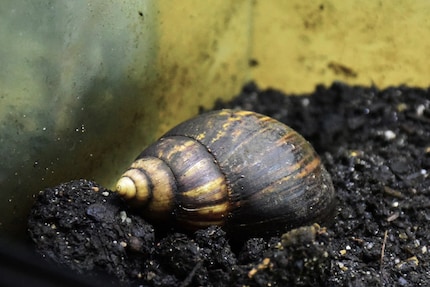 Une certaine esthétique : les escargots géants ont une coquille fascinante.