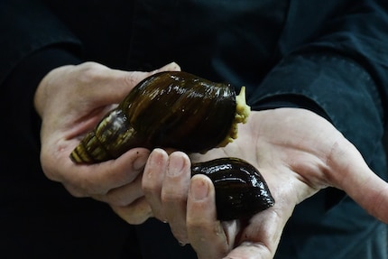 Cette coquille abrite un habitant.