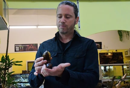 « Les escargots géants conviennent à un certain type de personnalités » estime Simone Piovan.