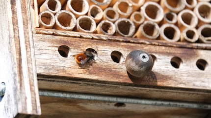 Une première abeille sauvage inspecte les chambres de mon hôtel début mars.